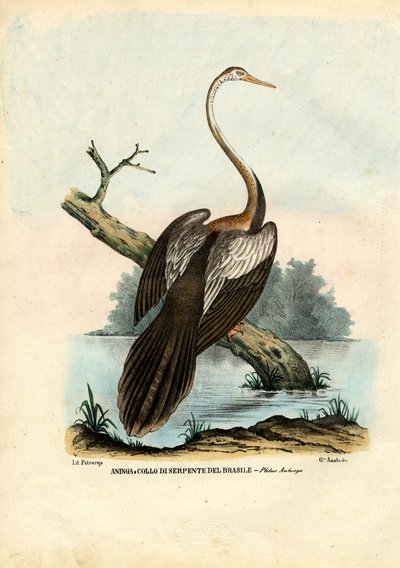 Schlangenhalsvogel, 1863-79 von Raimundo Petraroja